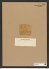 Triceratium bimarginatum Grove et Sturt (de-Toni-Nr.: Genus 140, Species 3913) Zeichnungen Sammlung Grunow Nr. 7399 (NHMW-BOT-W0376471)